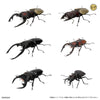 616toys® 2605預購・萬代 生物大圖鑑 鍬形蟲12 附樹皮台座(小) 一套六款 轉蛋 0302